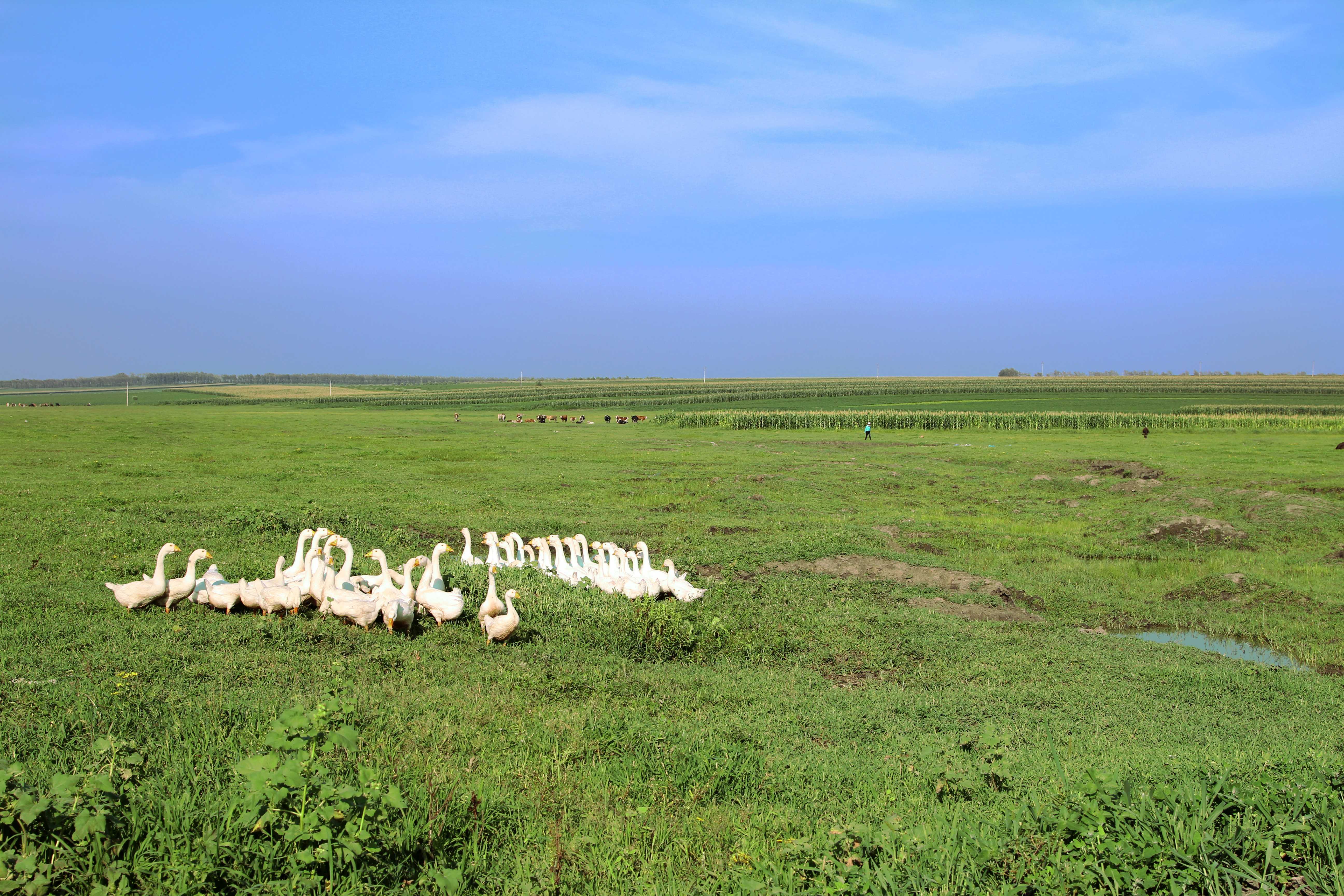 国内黄金产绒带